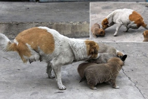 Двуногая бродячая собака родила и кормит четырех щенят