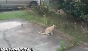 Наглость фраера сгубила