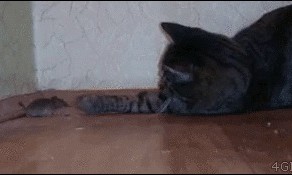 Что за странный зверь?