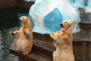 В зоопарке Новосибирска появился на свет медвежонок