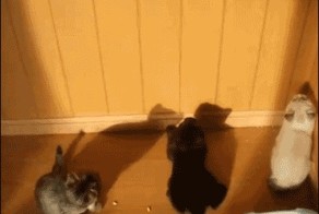 Котята против тени