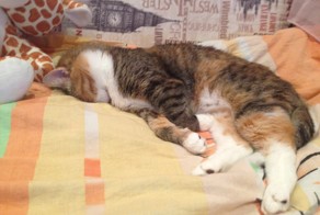 Кот подруги