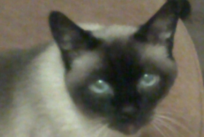 1 марта Всемирный день кошек))))