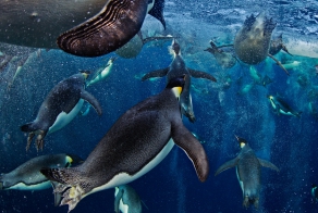 Лучшие фотографии National Geographic за февраль