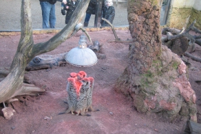 Совещание в английском зоопарке