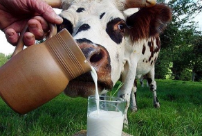 Молоко ...или учите иностранные языки