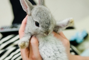 Самые милые фото животных