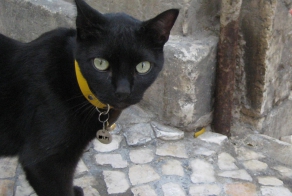 Из жизни португальского кота… (нетрезвые заметки)