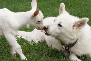 Звериная нежность