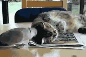 Отмечаем День кошек. ч.2