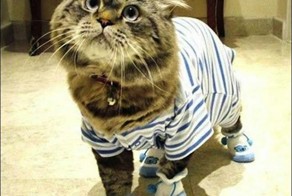 Зверята в пижамках