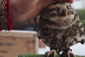 Погладь совёнка