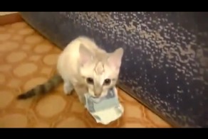 Кот украл деньги! 