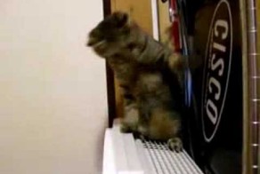 Кот ведет бой с обогревателем!