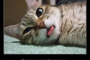 Спорим, вы не знали, что...