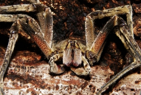 Самый ядовитый паук в мире