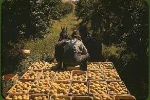 Деревенская Америка начала 40-х годов