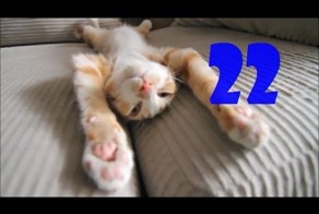 Смешные кошки. Выпуск #21 и Выпуск #22