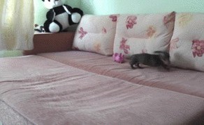 Бешеная такса =)))