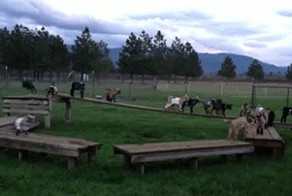 Веселые козлята 