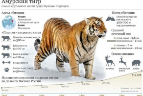 Как спасают Амурского тигра