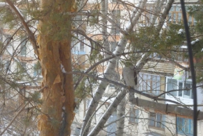 Птичка в Павлодаре