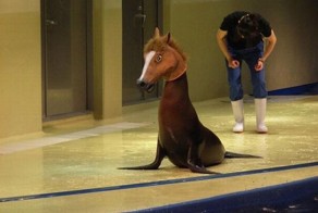 Забавные и курьезные фотографии с участием животных