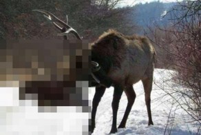 Неожиданный финал битвы за самку