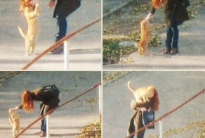 Урок пикапа от кота