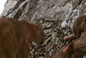 Никогда не сдавайся !!!