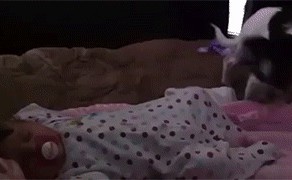 Собака-укрывака