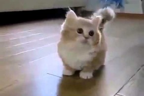 Коротконогий котэ 