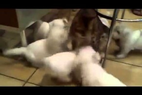 Атака щенков