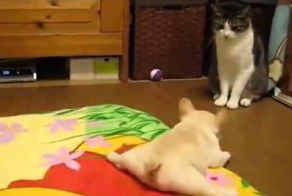 Тренировка нападения щенка на кота