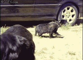 Рефери псы на поединке котов