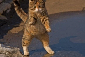 ТИПИЧНЫЙ МАРТОВСКИЙ КОТ