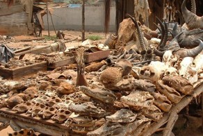 Обыкновенная магия: Четыре главных колдовских рынка мира