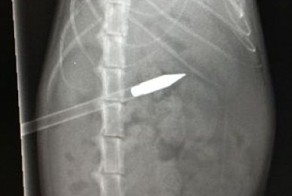 Полиция разыскивает арбалетчика, охотящегося на котов