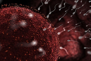 Видео. Как происходит зачатие и развитие ребёнка…