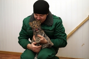 "То осёл позовёт, то олень"