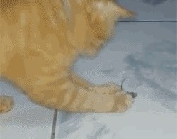 Хозяин, я поймал-поймал!