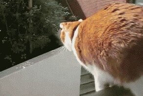 На прогулку - с прогулки