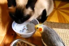 Ужин попугая с котом