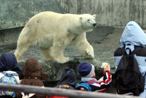 Вскрытие показало, от чего умер медведь Антон