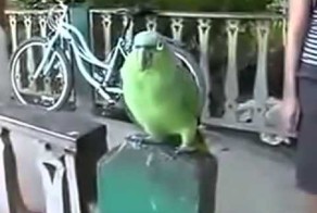 Попугай болтает и заразительно смеётся