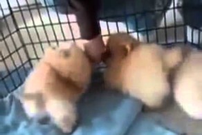Какие же они смешные