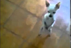 Собака танцует