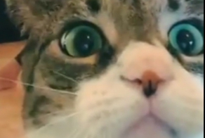 Кот не дает поглазеть на хозяйку