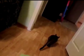 Котопес. Кошка приносит крышку 