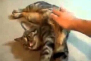 Кот в глубоком трансе